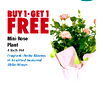BUY1-GET 1 FREE Mini Rose Plant 4 Inch Pot Fragrant, Petite Blooms in Assorted Seasonal