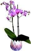 Artichoke Pot Orchid