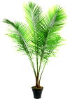 1.94-Gallon Ravenea rivularis, commonly known as Majesty Palm