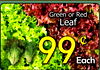 Green or Red Leaf 99 Each