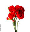 7 Stem Carnation Bunch