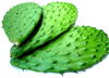 Whole Cactus Leaves