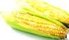 YELLOW, BI-COLORED CORN