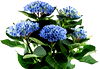 large hydrangea