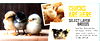 SELECT LAYER BREEDS