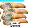 | LIVE GEODUCK