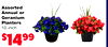 Assorted Annual or Geranium Planters