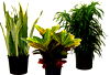 tropical foliage