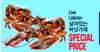 Live Lobster SPECIAL PRICE