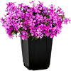 1-Quart Phlox