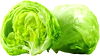Iceberg Lettuce