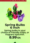 Spring Bulbs 6 Inch Spring bulbs in your choice of friendly tulips, or fragrant hyacinth. 8.99 EA