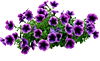 hanging basket