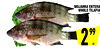 MOJARRA ENTERA WHOLE TILAPIA 2 99 LB