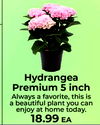Hydrangea Premium 5 inch Always a favorite, this is a beautiful plant you can enjoy at home today. 18.99 EA