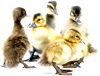 Assorted Ducklings