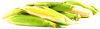 Fresh Corn On The Cob