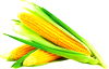 Elote