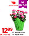 6" Mini Roses in Pot Cover