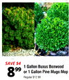 Buxus Boxwood or Pine Mugo Mop 1-Gal On Sale $8.99