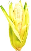 Sweet Corn