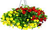 Coastal Premium Potting Soil 2-Cu Ft On Sale $9.99
