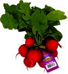 Radishes, Green Onions or Cilantro