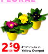 4" Primula in Yellow Overpot