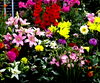 Neterland Bulbs 30% Off
