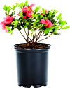 2.5-Quart Rhododendron commonly known as Azalea