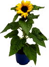 Sunflower Plant