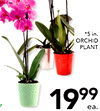 *5 in. ORCHID PLANT 1999 ea.