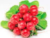 Radish or Cilantro