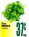 Fresh Cilantro 37 ea.