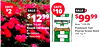 SAVE SAVE SALE S $10 $2 SALE $ $1299 $9999 HOUNDOGS Was $109.99 Was 14.99 Knock Out Roses Premium Tall Fescue Grass Seed 801560063 20K Sq Ft In Store Only - 67030180