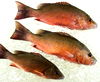 Whole Snapper