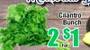 Cilantro Bunch 2 for Ls