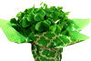 SHAMROCKS