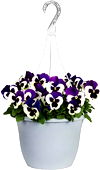 1.5-Gallon Hanging Basket