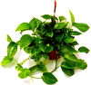6" Pothos