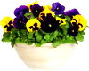 2-Gallon Viola Planter, commonly known as Pansy