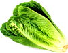 Romaine or Red or Green Leaf Lettuce