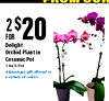 2$20 FOR Delight Orchid Plantin Ceramic Pot 3 Inch Pot A luxurious gift offered in a variety of colors