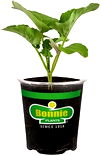 Bonnie® Select 19.3-oz Vegetables and Herbs