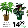 *5-10 in. TROPICAL PLANTS 1499