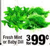 Fresh Mint or Baby Dill