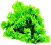 RED, GREEN OR ROMAINE Leaf Lettuce