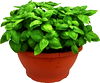 Basil Bowl