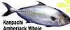 Kanpachi Amberiack Whole