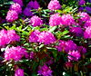 Assorted Rhododendron 1-Gal On Sale $9.99